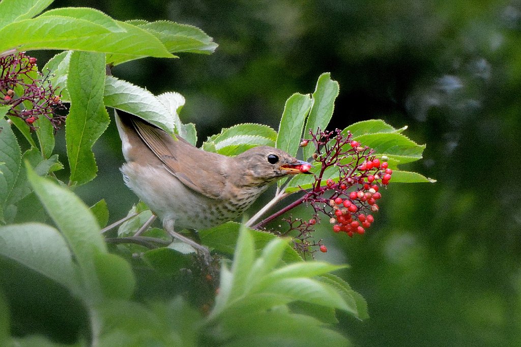 Thrush, Swainson's, 2015-06142123 Point Reyes National Seashore, CA.JPG - Swainson's Thrush. Point Reyes National Seashore, CA,6-14-2015